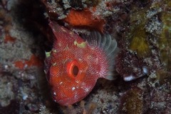 Sebastapistes cyanostigma