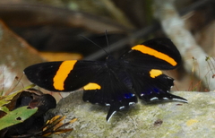 Ancyluris inca