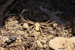 Sicarius thomisoides