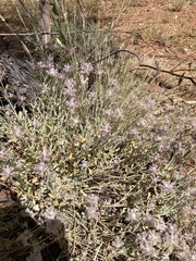 Ptilotus sessilifolius