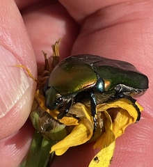 Protaetia cuprea