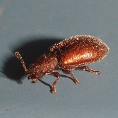 Paratenetus