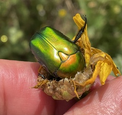 Protaetia cuprea