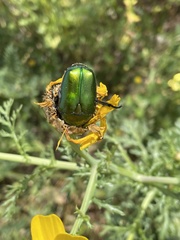 Protaetia cuprea