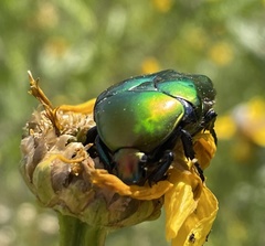 Protaetia cuprea