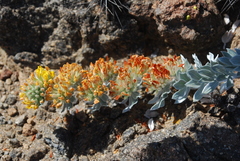 Acmispon argophyllus adsurgens