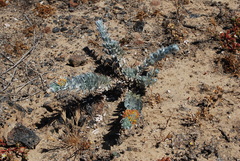 Acmispon argophyllus adsurgens