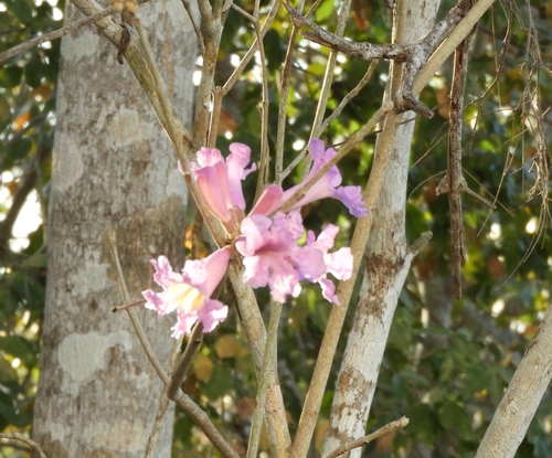 Image of Handroanthus impetiginosus by (c) Francisco Farriols Sarabia, some rights reserved (CC BY)