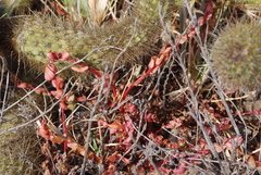 Aphanisma blitoides