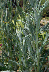 Senecio glomeratus glomeratus