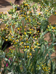 Senecio glomeratus glomeratus