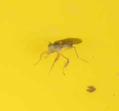 Ptilophyllodromia biroi