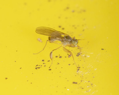 Ptilophyllodromia biroi