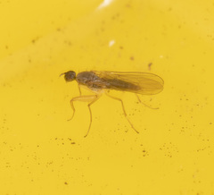 Ptilophyllodromia biroi