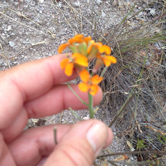 Erysimum capitatum capitatum