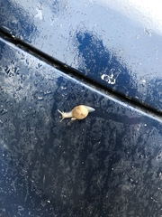 Cornu aspersum
