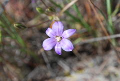 Brodiaea kinkiensis