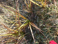 Carex coriacea