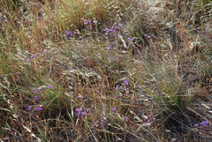 Brodiaea kinkiensis