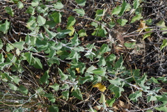 Calystegia macrostegia amplissima