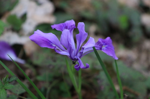 Iris tenax