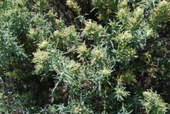 Castilleja grisea