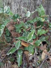 Olearia grandiflora