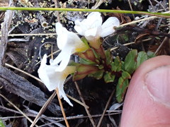 Euphrasia monroi