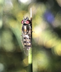 Platycheirus trichopus