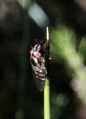 Platycheirus trichopus