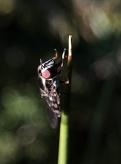 Platycheirus trichopus