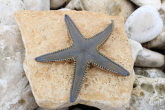Astropecten platyacanthus