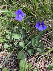 Viola adunca adunca