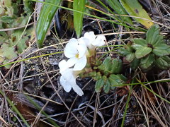 Euphrasia monroi