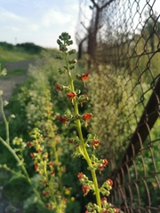 Scrophularia rubricaulis