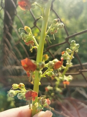 Scrophularia rubricaulis