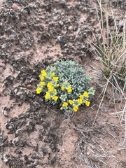 Physaria arizonica