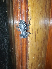 Zopherus laevicollis