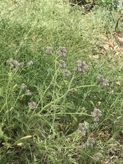 Phacelia hubbyi
