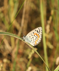 Pseudophilotes bavius
