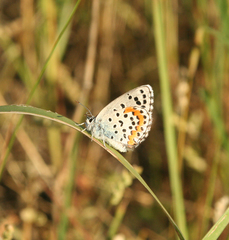 Pseudophilotes bavius