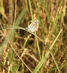 Pseudophilotes bavius