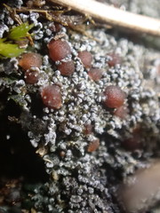 Fuscopannaria praetermissa