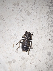 Zopherus laevicollis