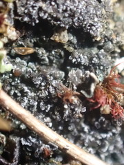 Fuscopannaria praetermissa