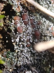 Fuscopannaria praetermissa