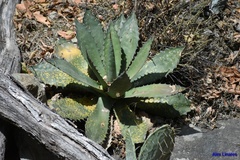 Agave shrevei