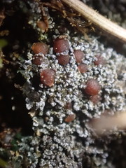 Fuscopannaria praetermissa