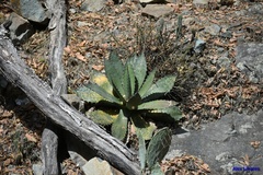 Agave shrevei