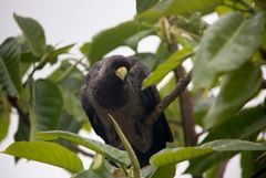 Crinifer zonurus